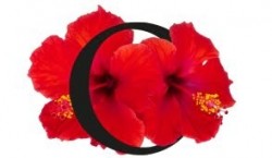 Ekstrakt z hibiskusa